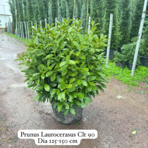 Prunus Laurocerasus