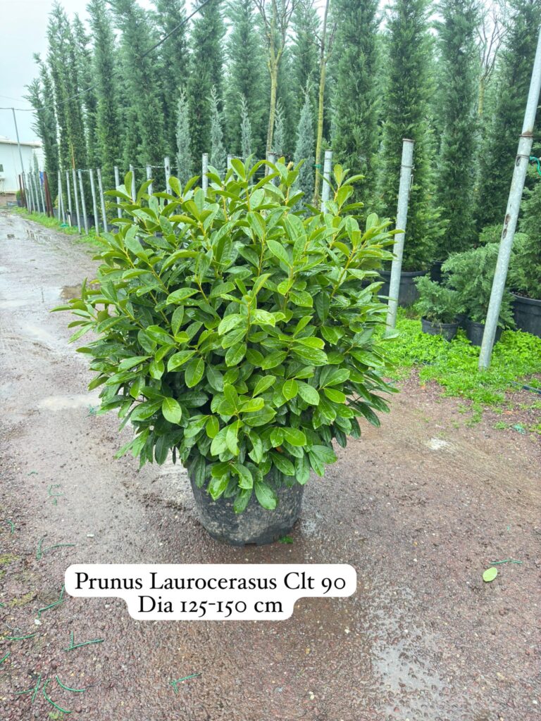 Prunus Laurocerasus