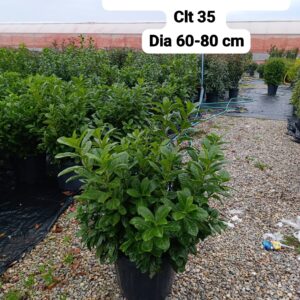 Prunus Lusitanica Novita