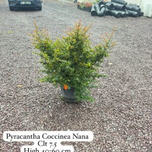 Pyracantha Coccinea Nana