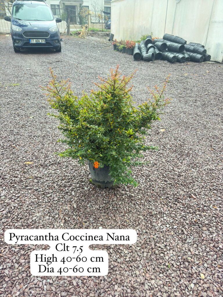 Pyracantha Coccinea Nana