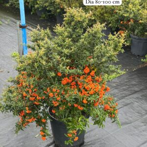 Pyracantha Coccinea Nana
