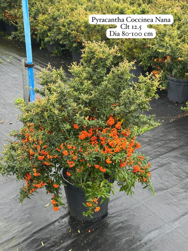 Pyracantha Coccinea Nana