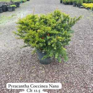 Pyracantha Coccinea Nana