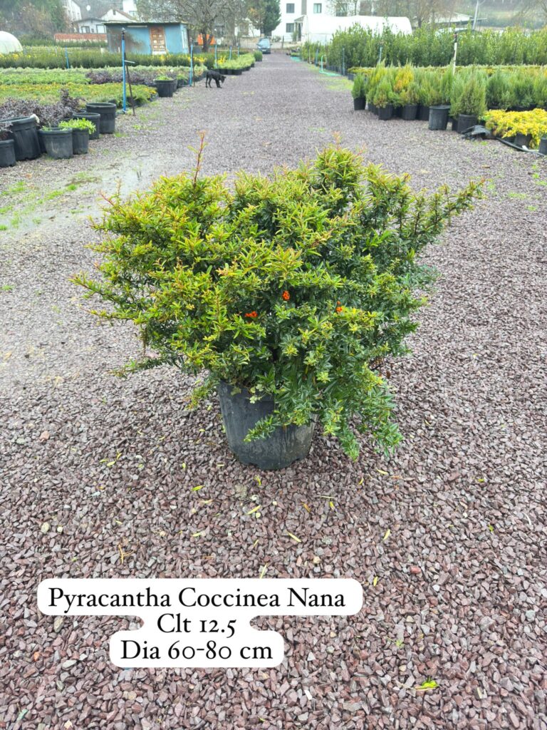 Pyracantha Coccinea Nana