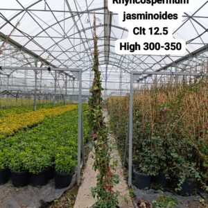 Rhynchospermum Jasminoides
