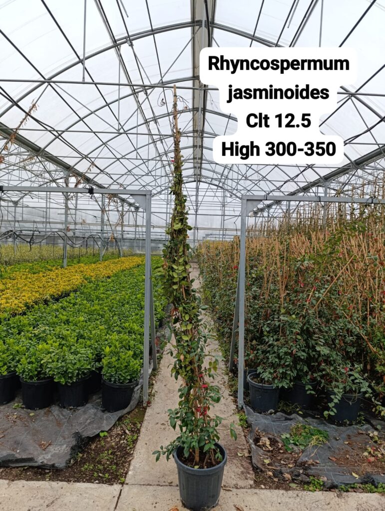 Rhynchospermum Jasminoides