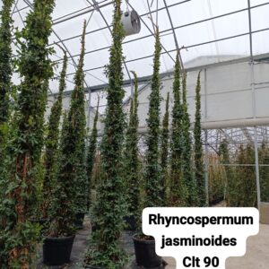Rhynchospermum Jasminoides