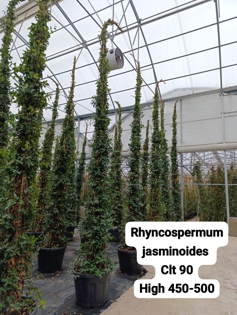 Rhynchospermum Jasminoides