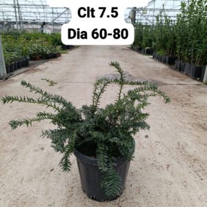 Taxus Baccata