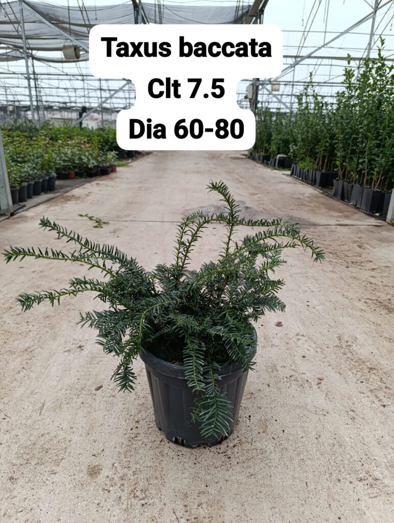Taxus Baccata