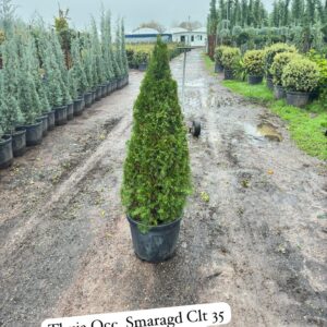 Thuja Occ. Smaragd