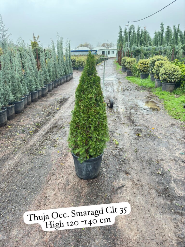 Thuja Occ. Smaragd