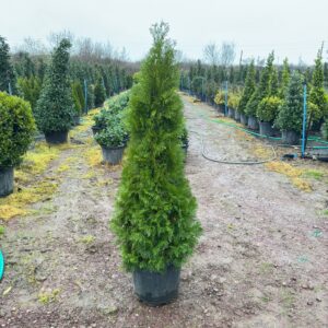 Thuja Occidentalis Smaragd