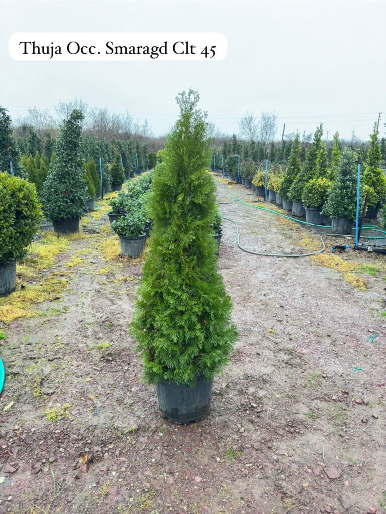 Thuja Occidentalis Smaragd