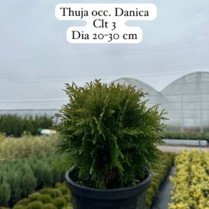 Thuja Occidentalis Smaragd