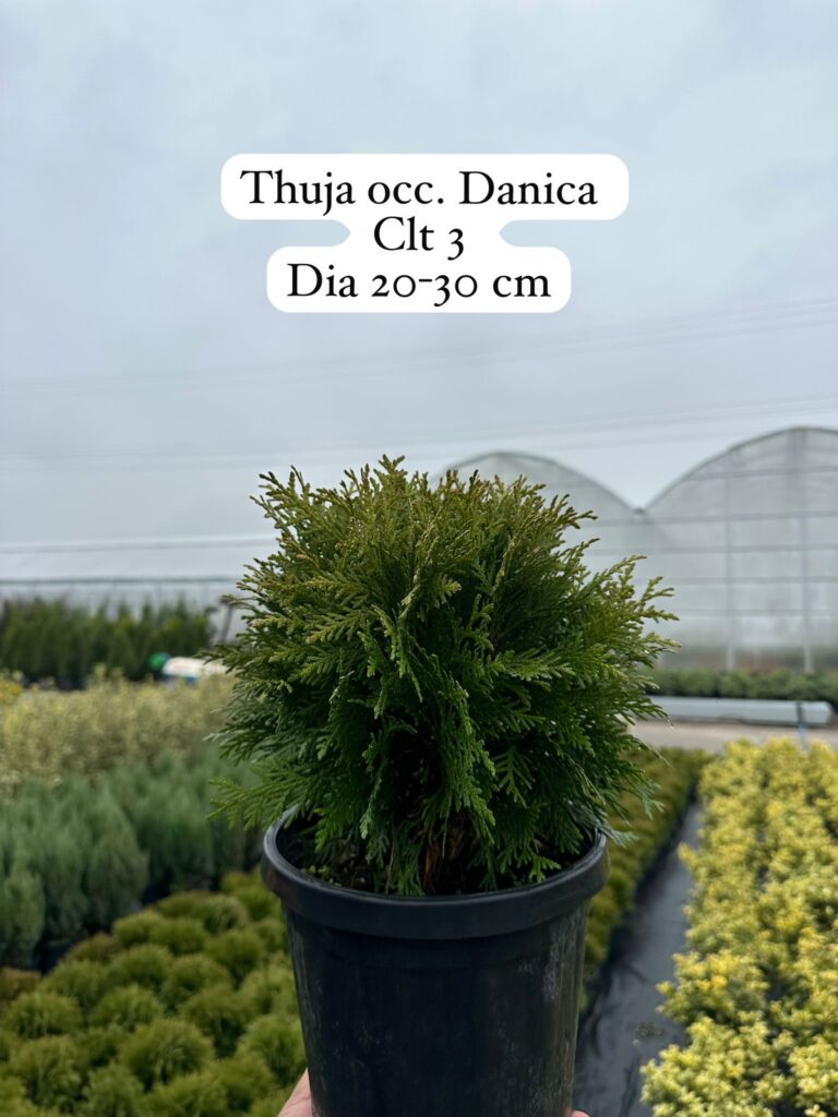 Thuja Occidentalis Smaragd