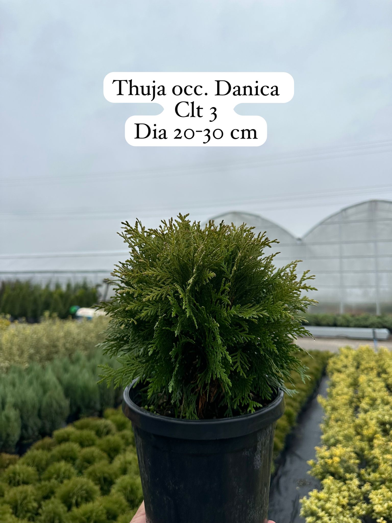 Thuja Occidentalis Smaragd