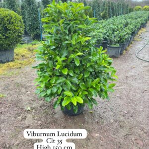 Viburnum Lucidum