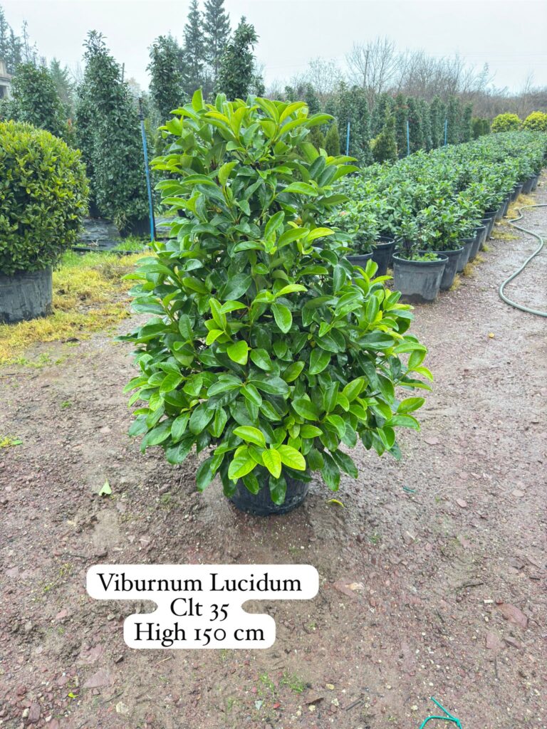 Viburnum Lucidum