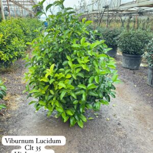 Viburnum Lucidum Ball