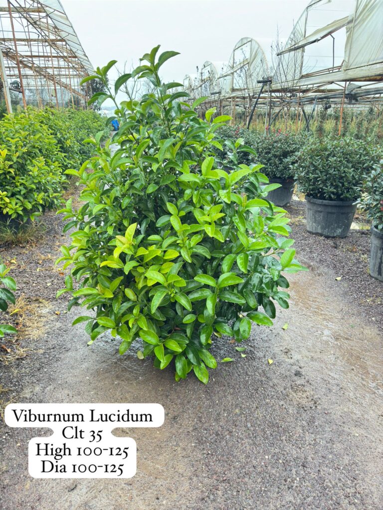 Viburnum Lucidum Ball
