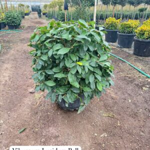 Viburnum Lucidum Ball