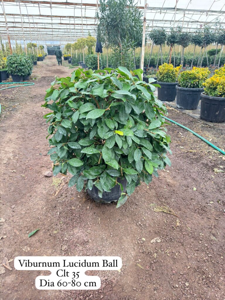Viburnum Lucidum Ball
