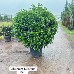 Viburnum Lucidum Ball