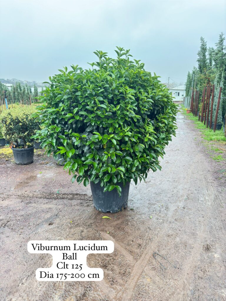 Viburnum Lucidum Ball