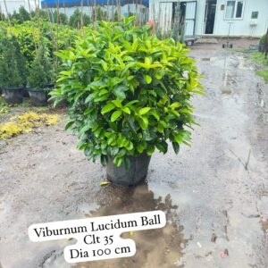 Viburnum Lucidum Ball