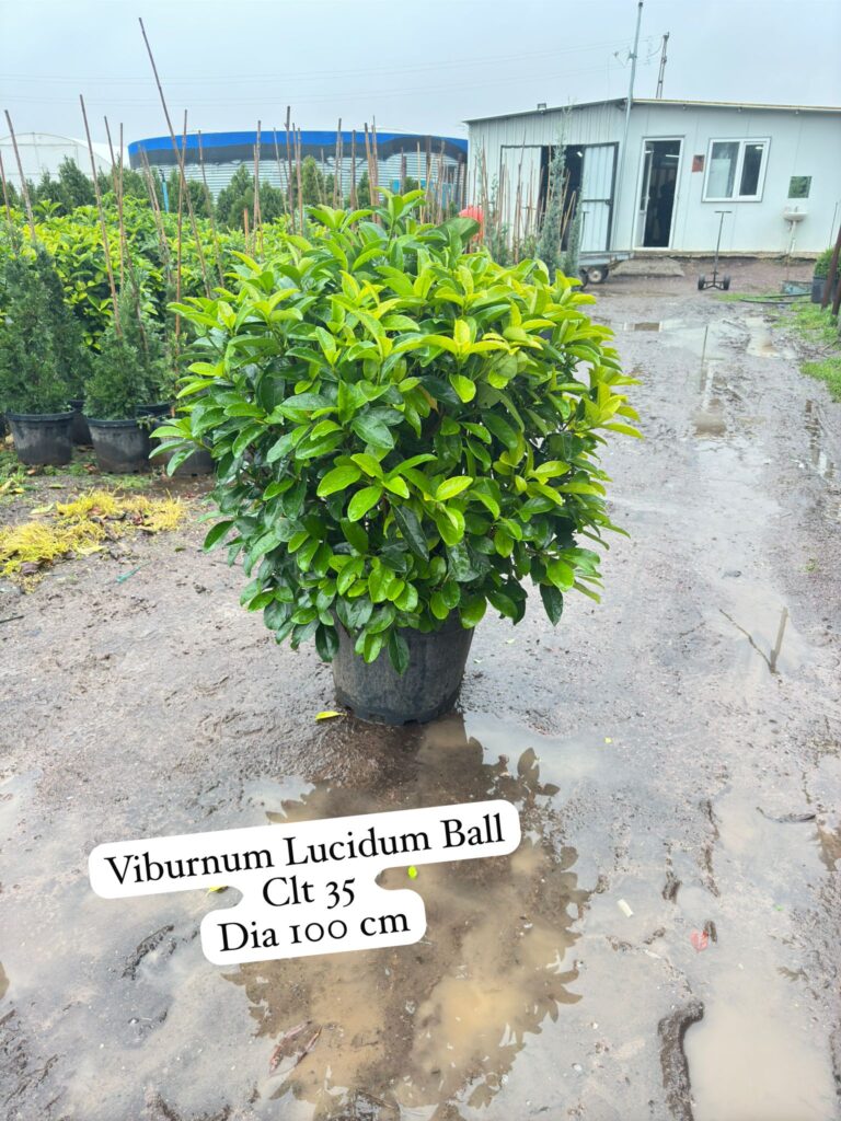 Viburnum Lucidum Ball