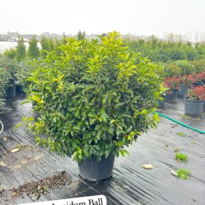 Viburnum Lucidum Ball