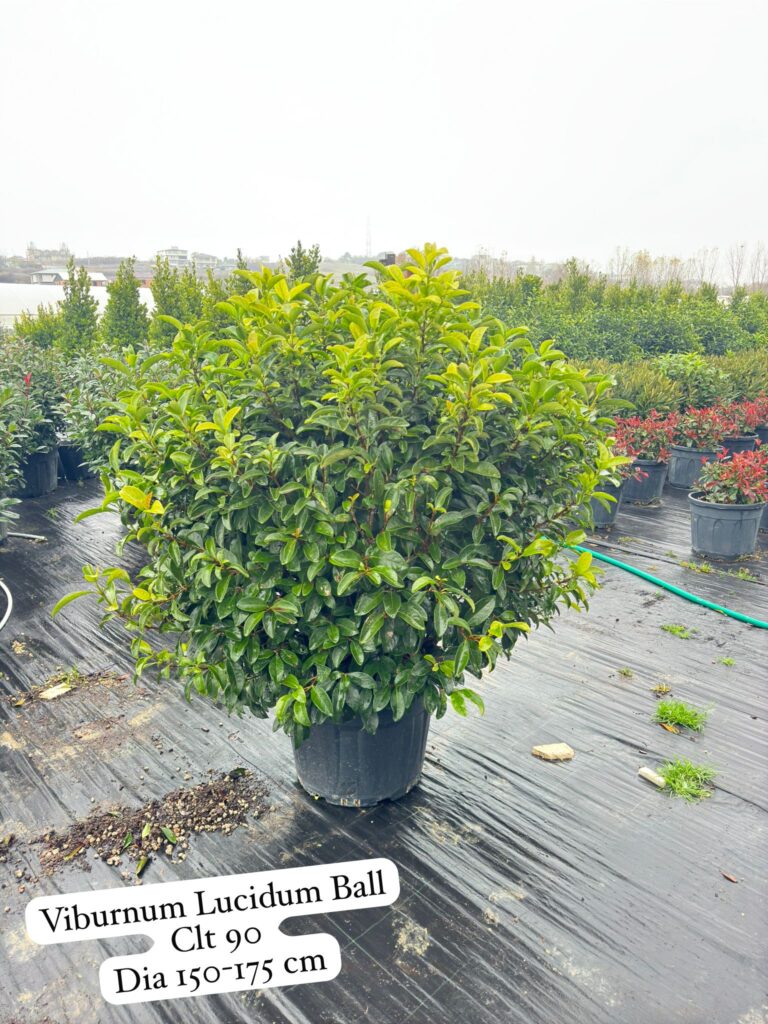 Viburnum Lucidum Ball