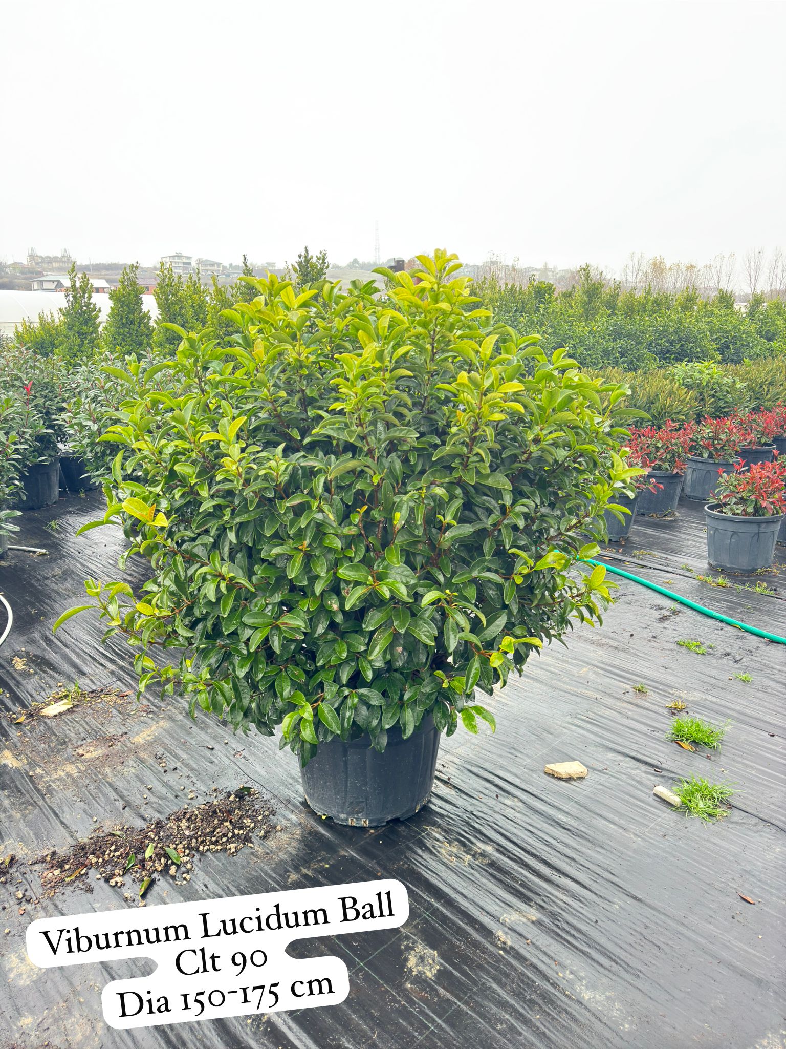 Viburnum Lucidum Ball