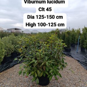 Viburnum Lucidum