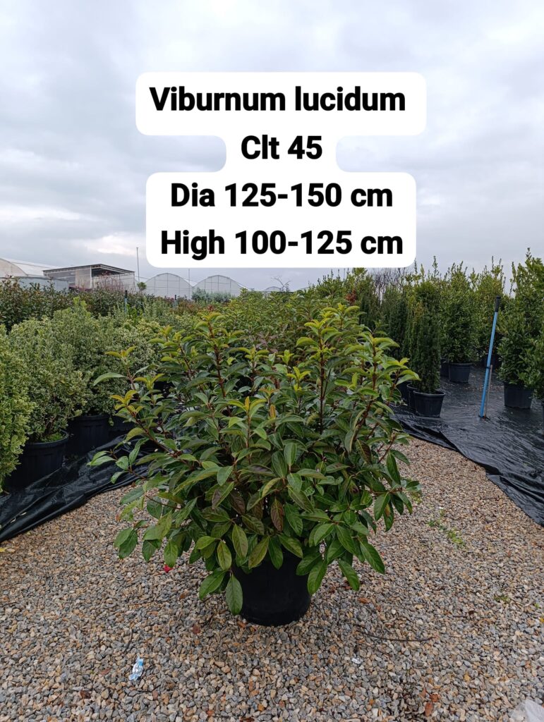 Viburnum Lucidum