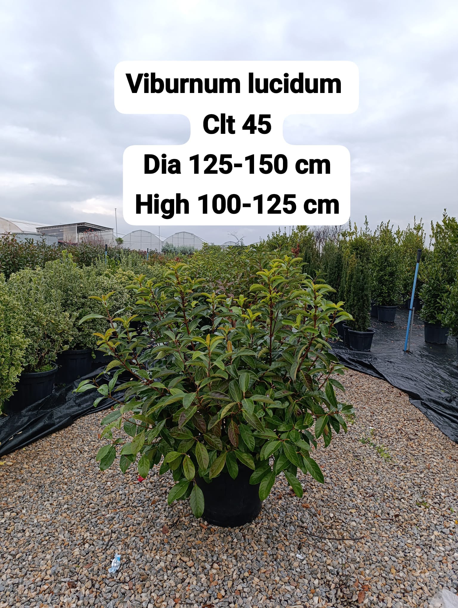 Viburnum Lucidum