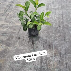 Viburnum Lucidum