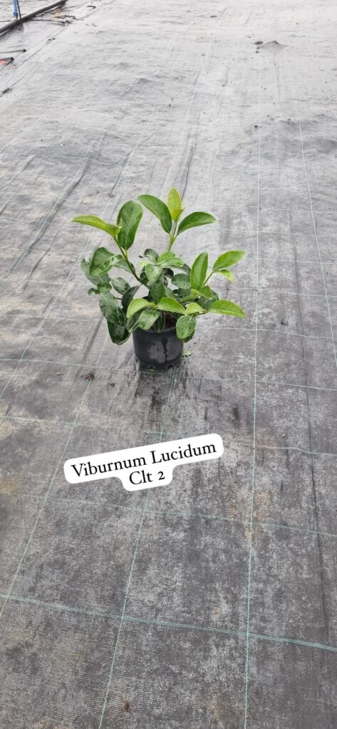 Viburnum Lucidum