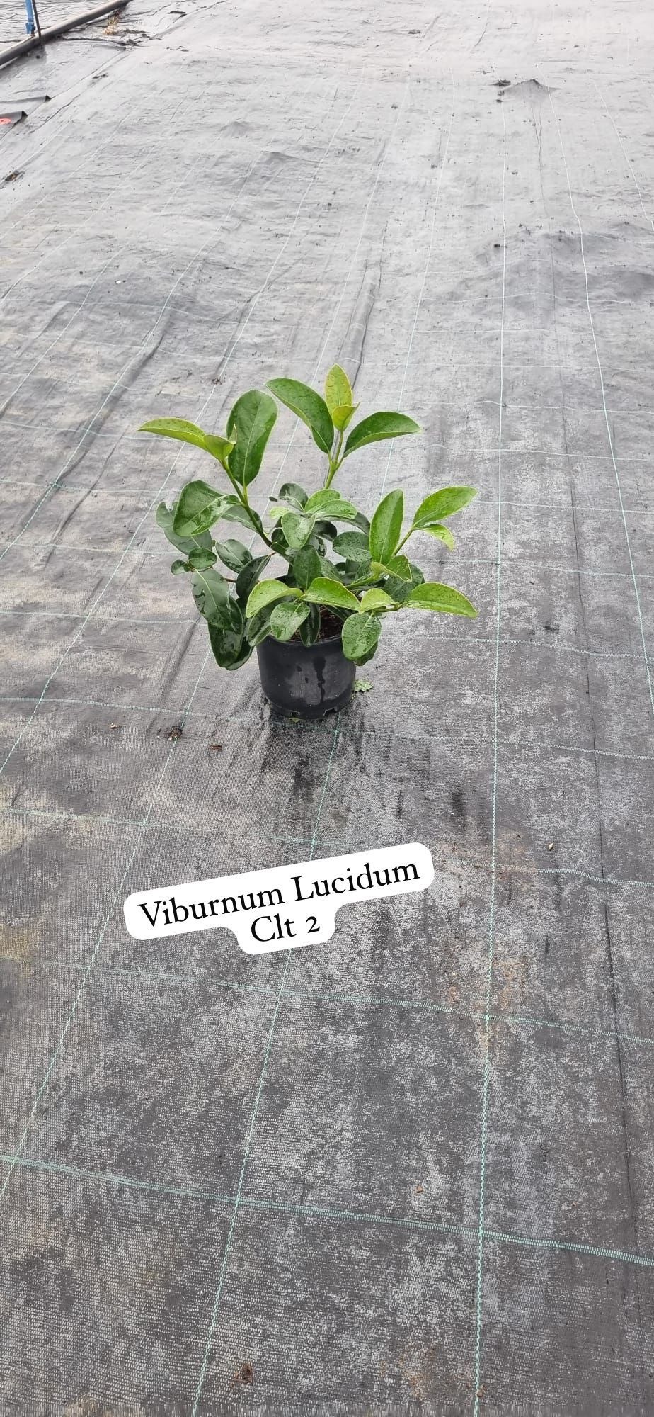 Viburnum Lucidum