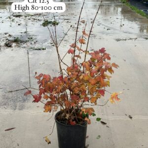 Viburnum Opulus