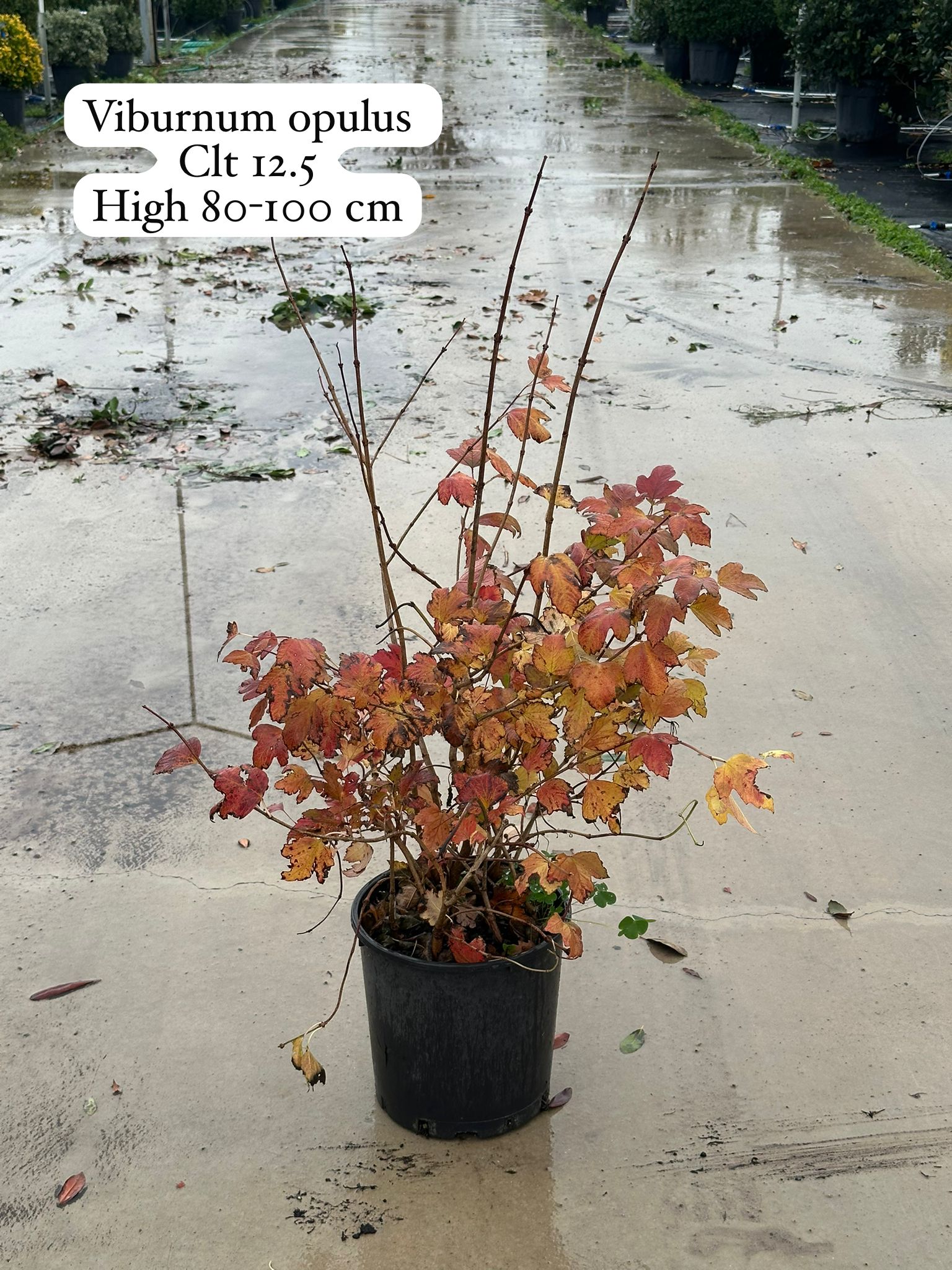 Viburnum Opulus