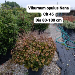 Viburnum Opulus Nana