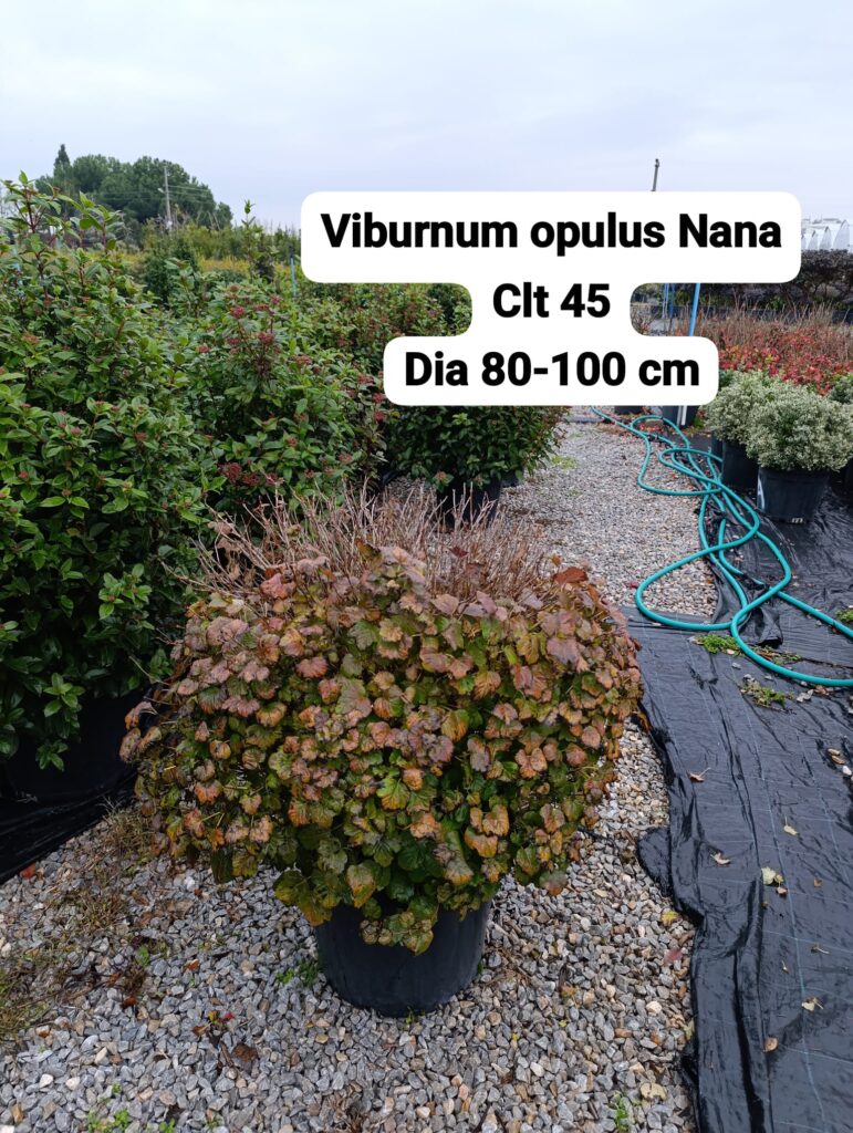 Viburnum Opulus Nana