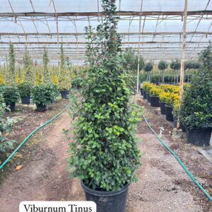 Viburnum Tinus