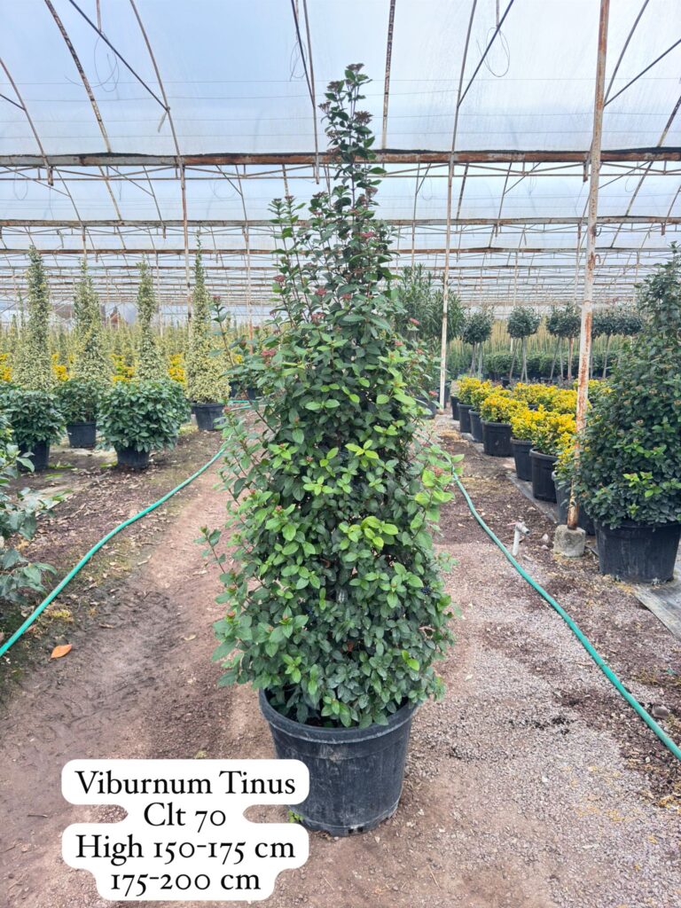Viburnum Tinus