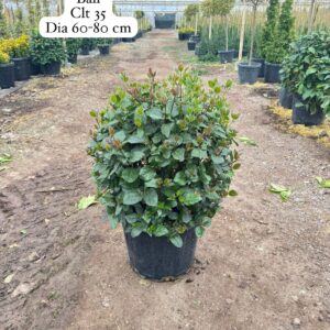Viburnum Tinus Ball