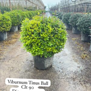 Viburnum Tinus Ball