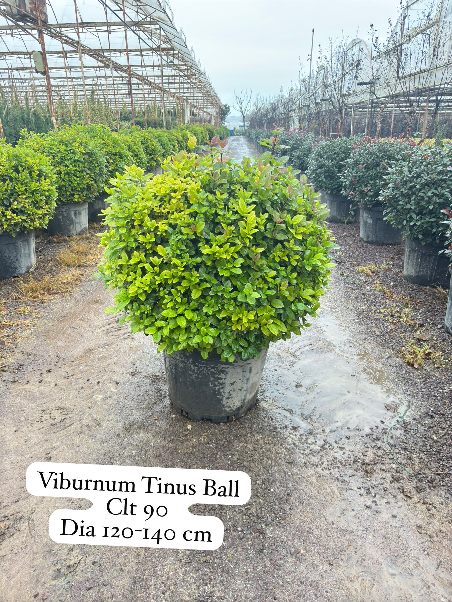 Viburnum Tinus Ball
